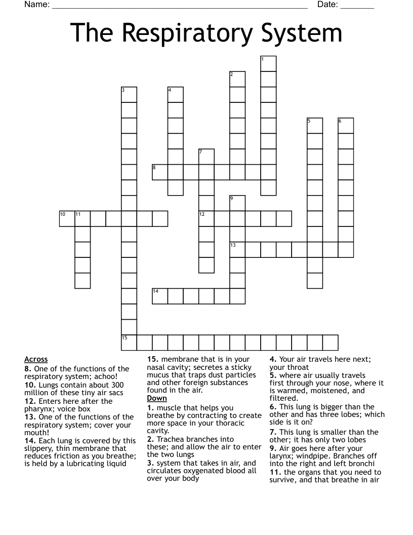 The Respiratory System  Crossword