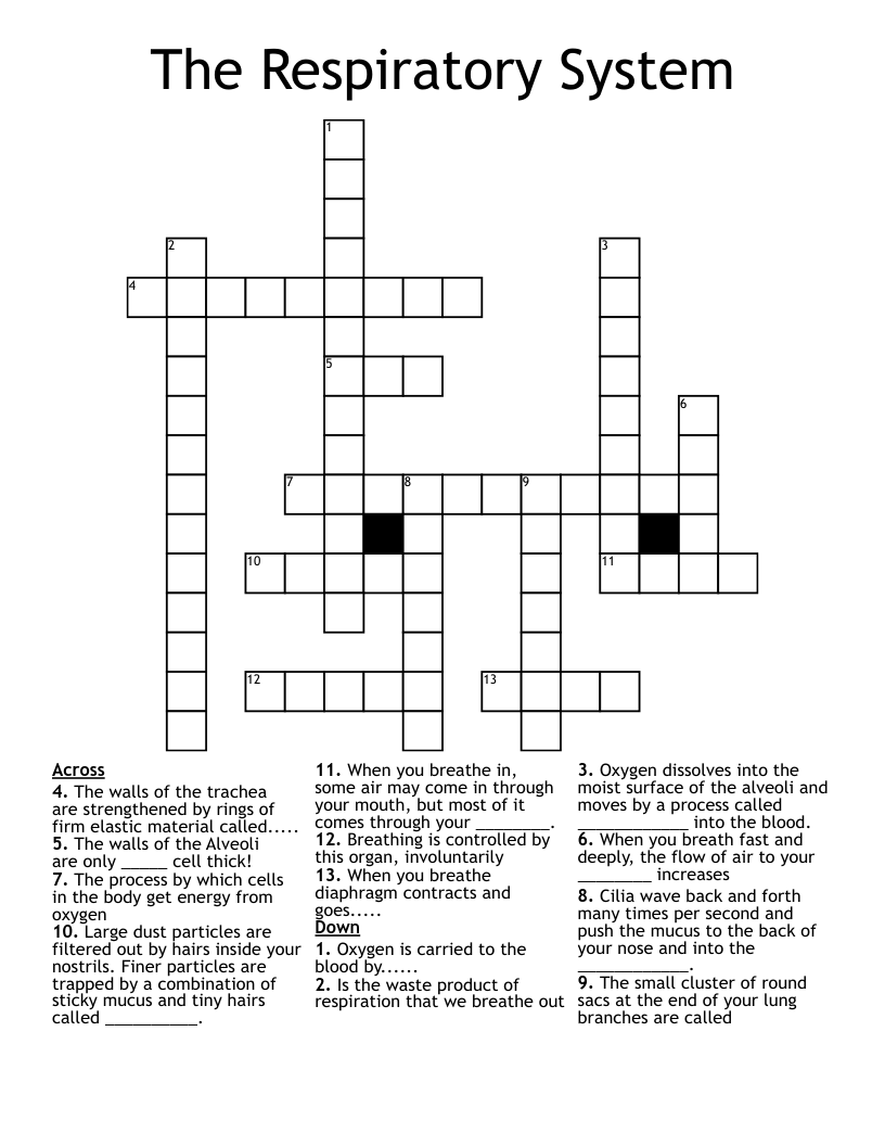 The Respiratory System  Crossword