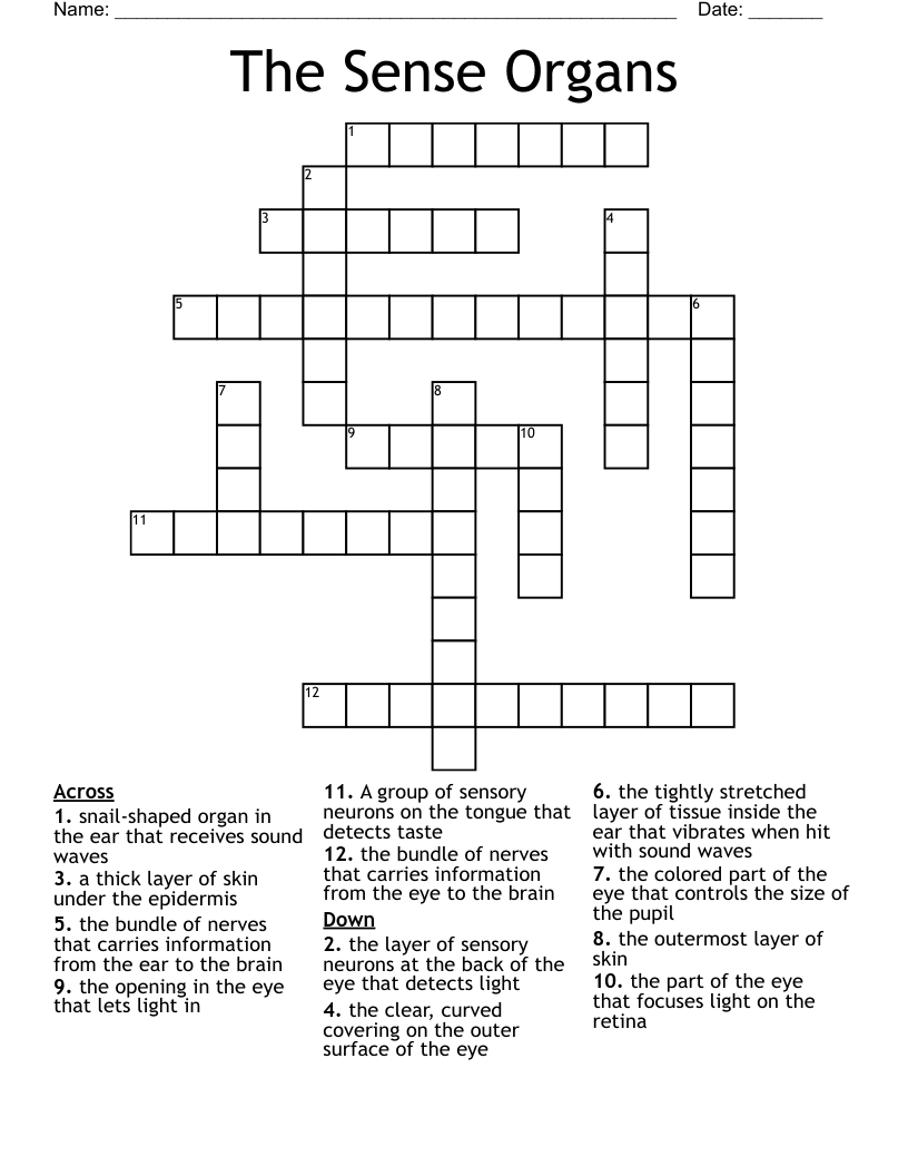 The Sense Organs Crossword