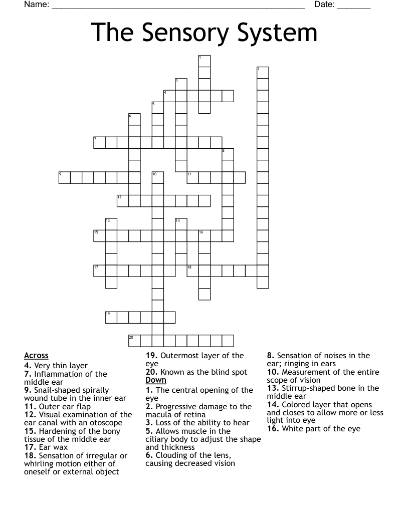 The Sensory System Crossword