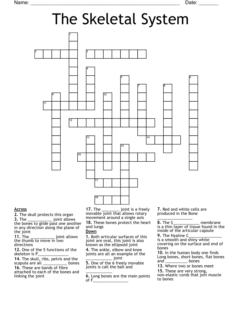 The Skeletal System Crossword