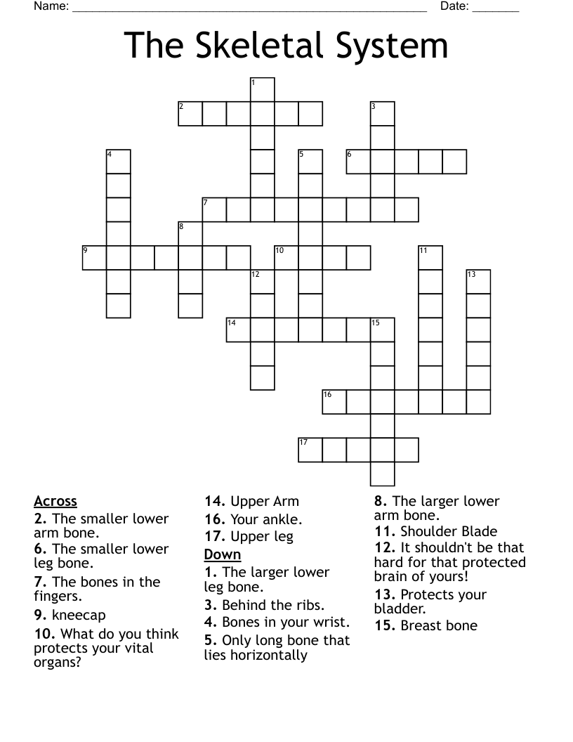 The Skeletal System Crossword