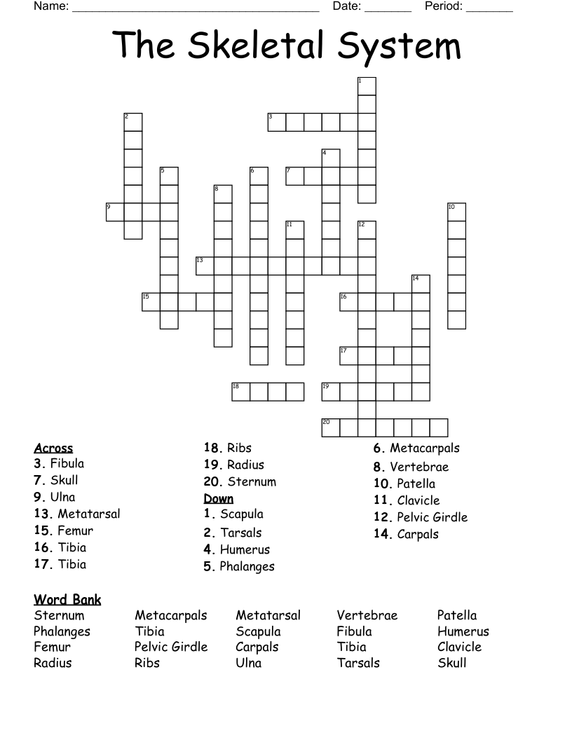The Skeletal System Crossword