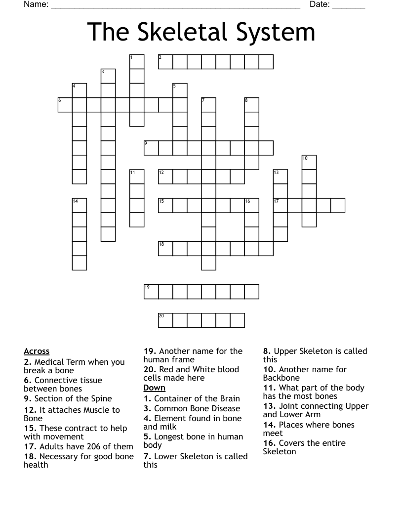 The Skeletal System Crossword