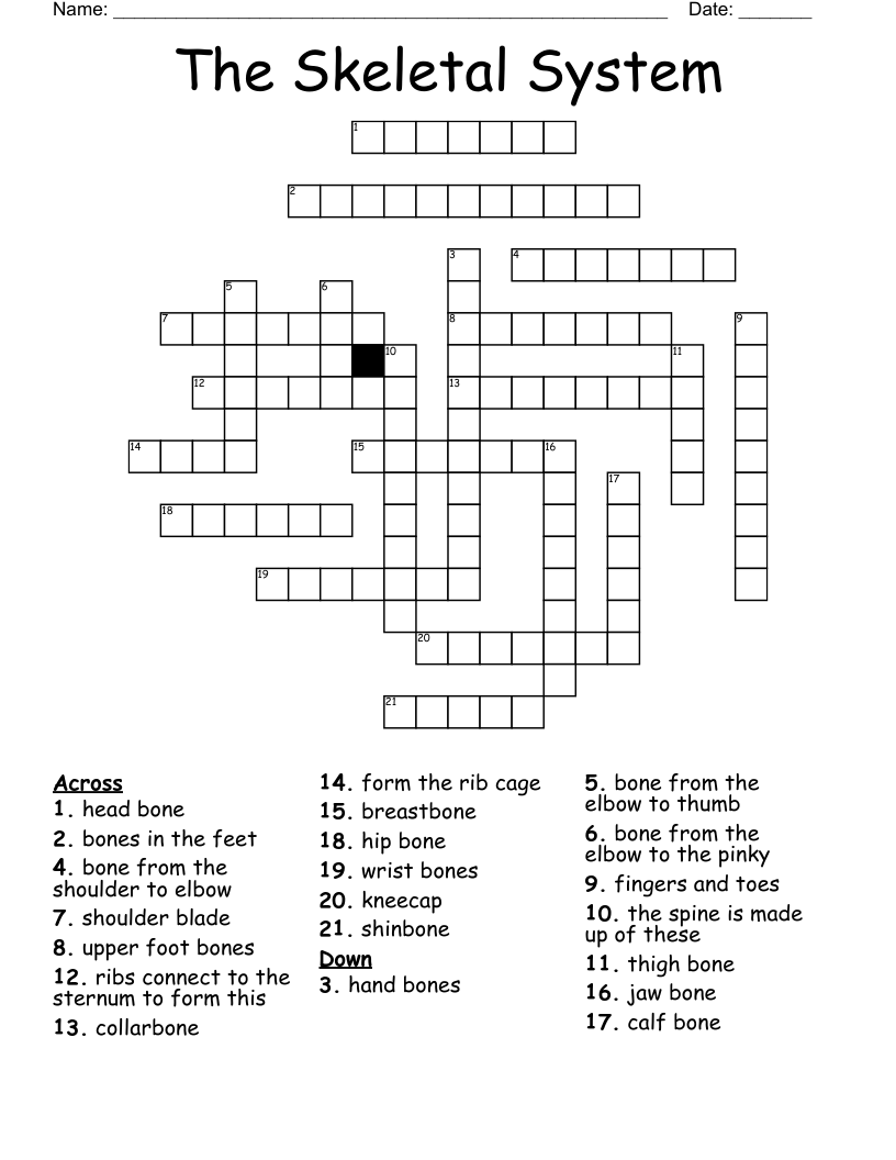 The Skeletal System Crossword