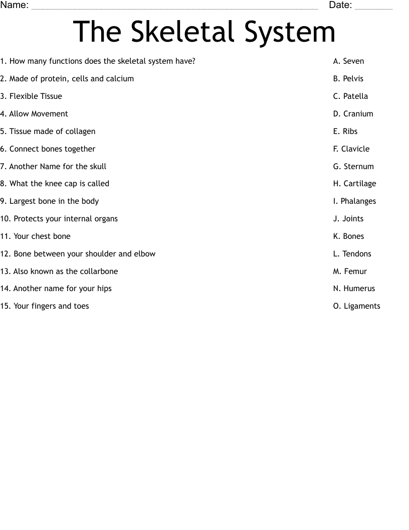 The Skeletal System Worksheet