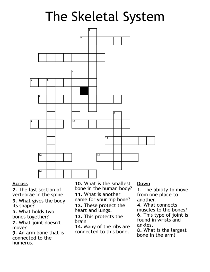 The Skeletal System Crossword