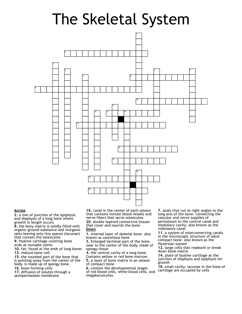 The Skeletal System Crossword
