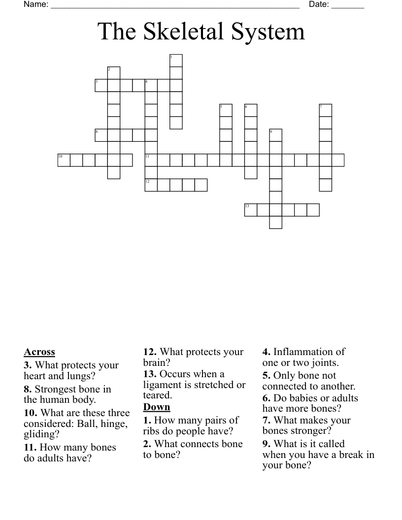 The Skeletal System  Crossword