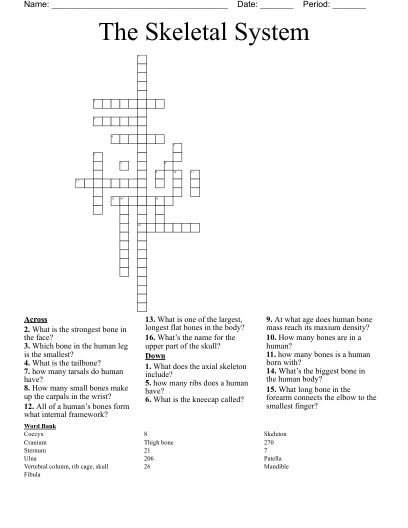 The Skeletal System  Crossword