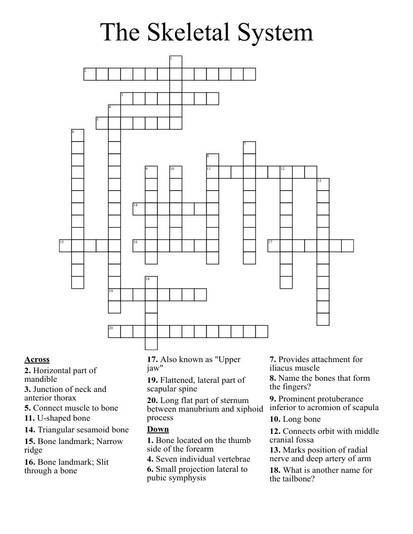 The Skeletal System  Crossword