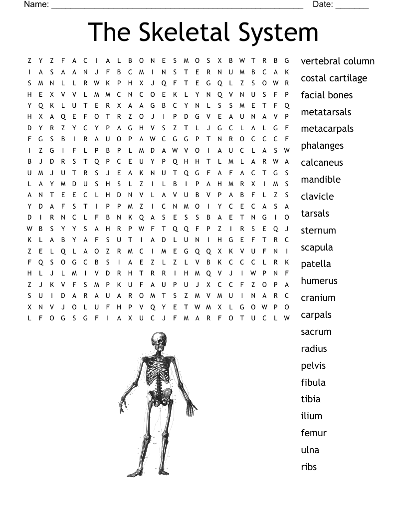 The Skeletal System  Word Search