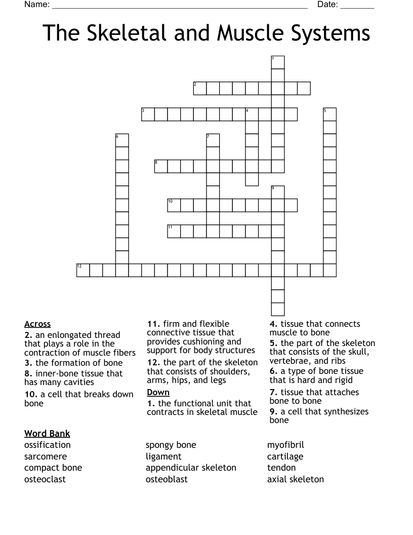 The Skeletal and Muscle Systems Crossword