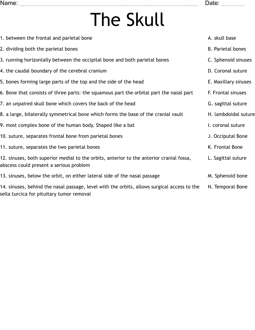 The Skull Worksheet