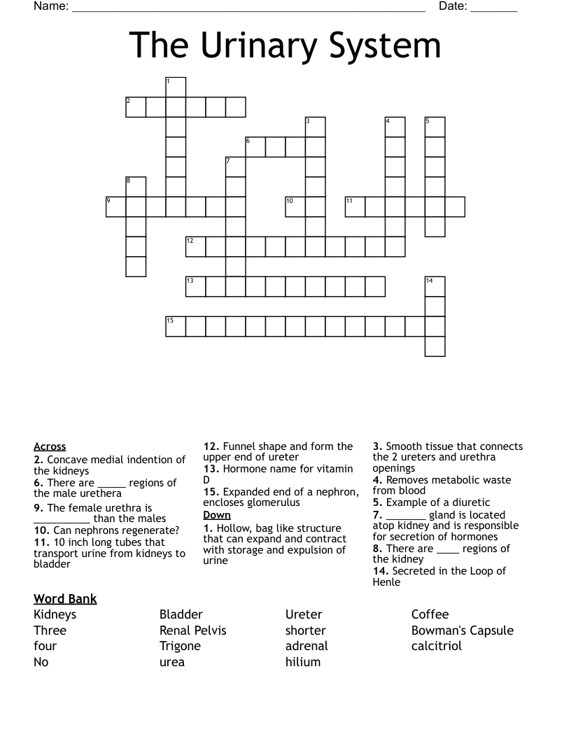 The Urinary System Crossword