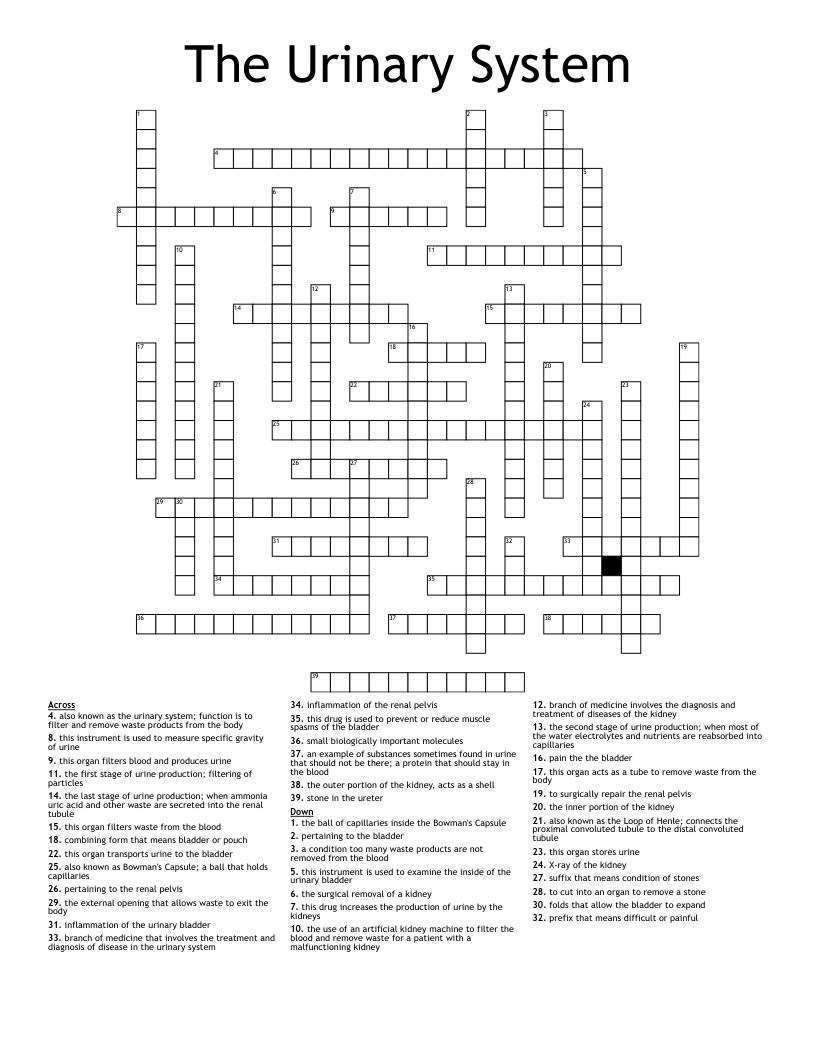 The Urinary System Crossword