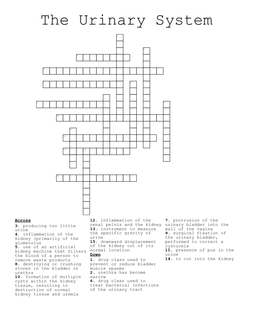 The Urinary System Crossword