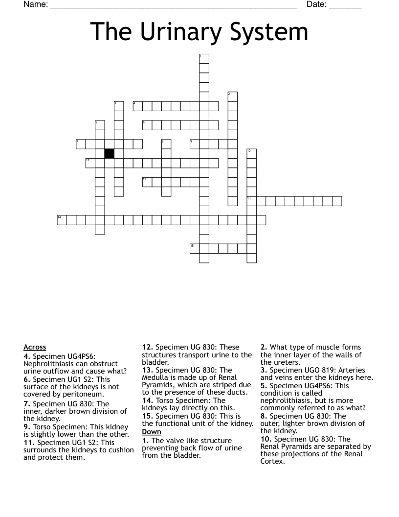 The Urinary System Crossword