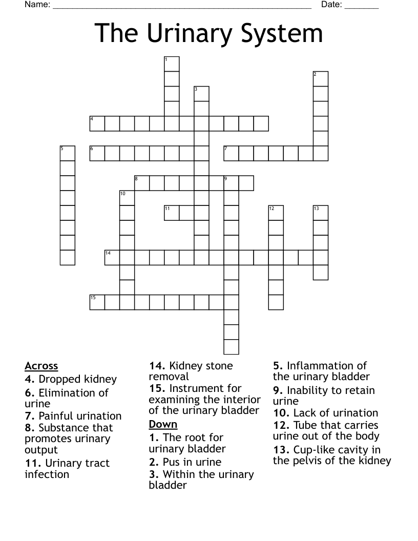 The Urinary System Crossword