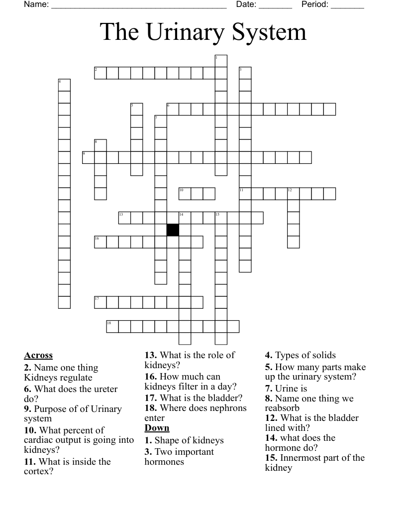 The Urinary System Crossword
