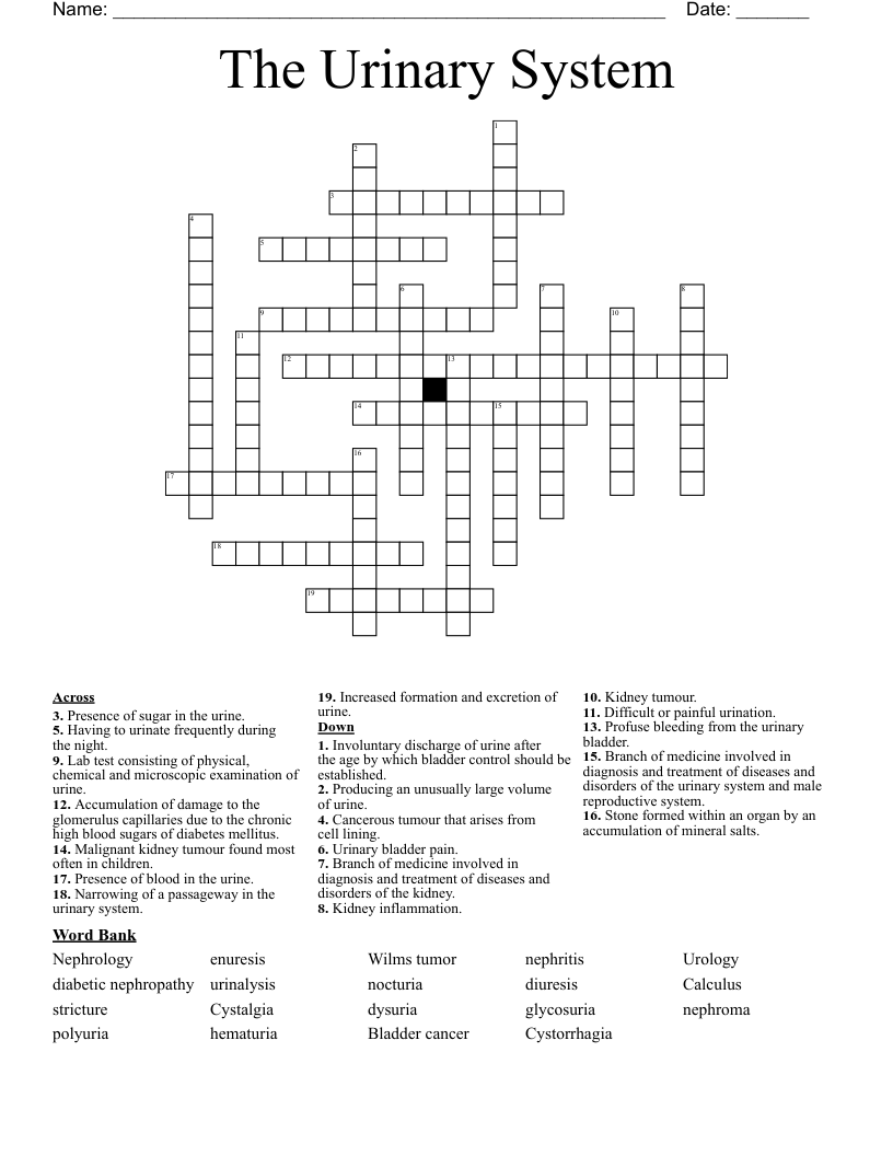 The Urinary System Crossword