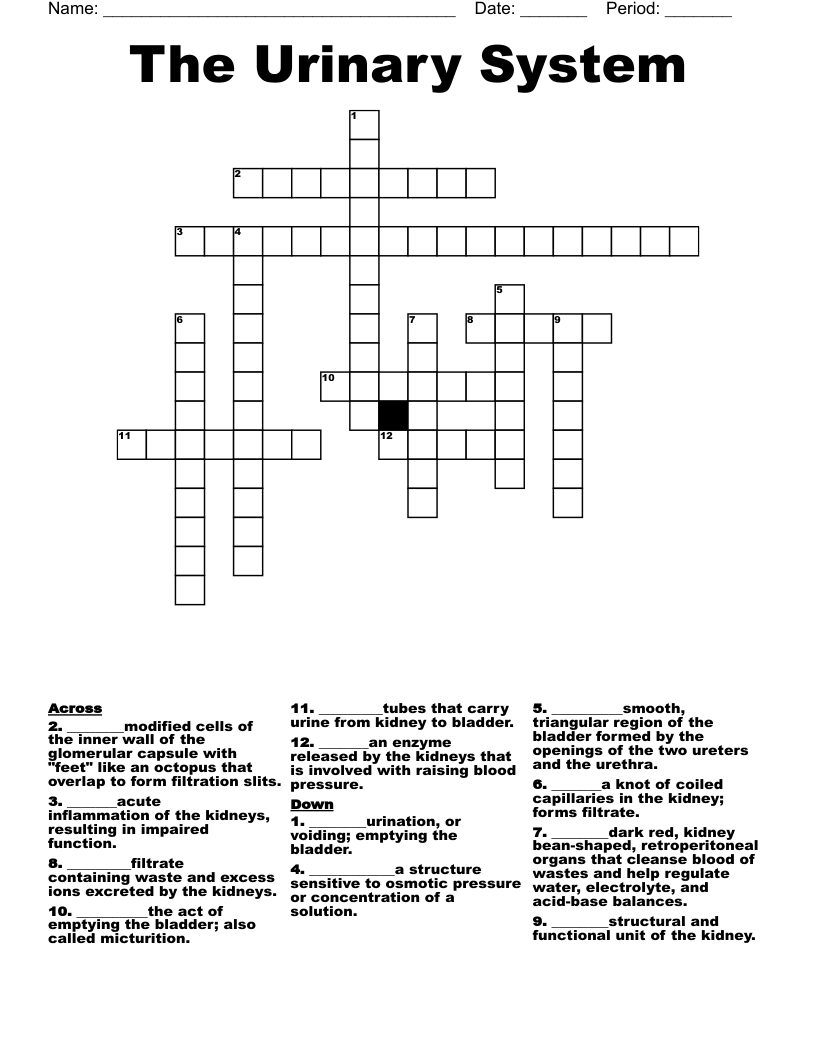 The Urinary System  Crossword