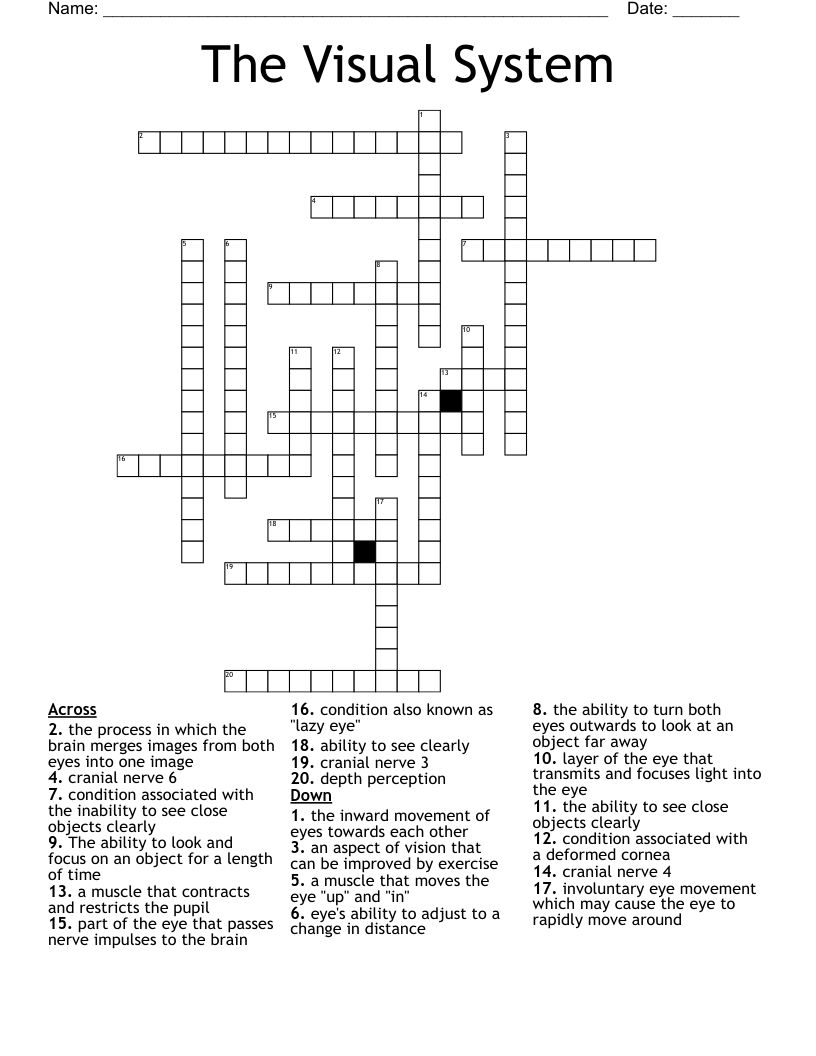 The Visual System Crossword