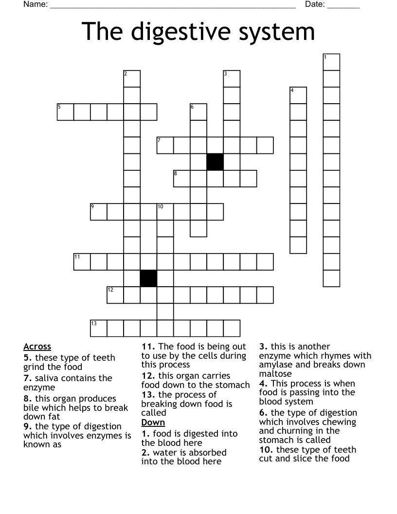 The digestive system Crossword