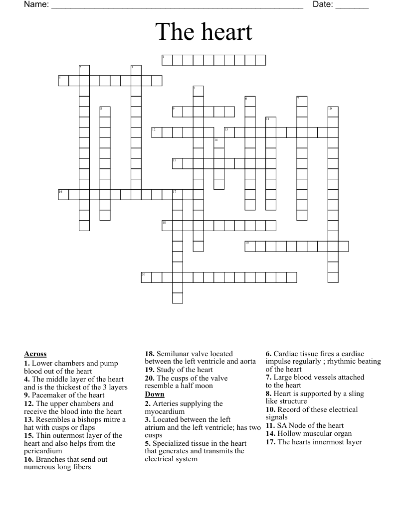 The heart  Crossword