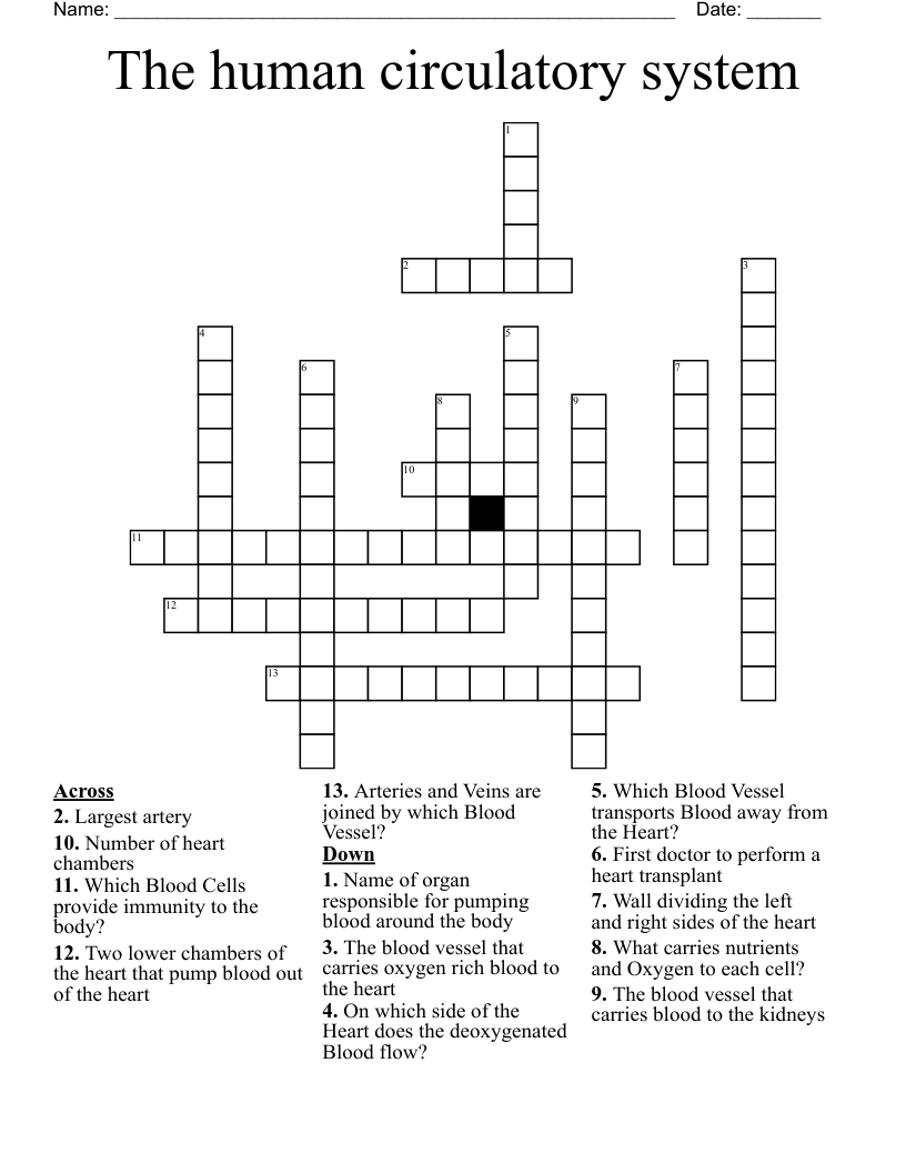 The human circulatory system Crossword