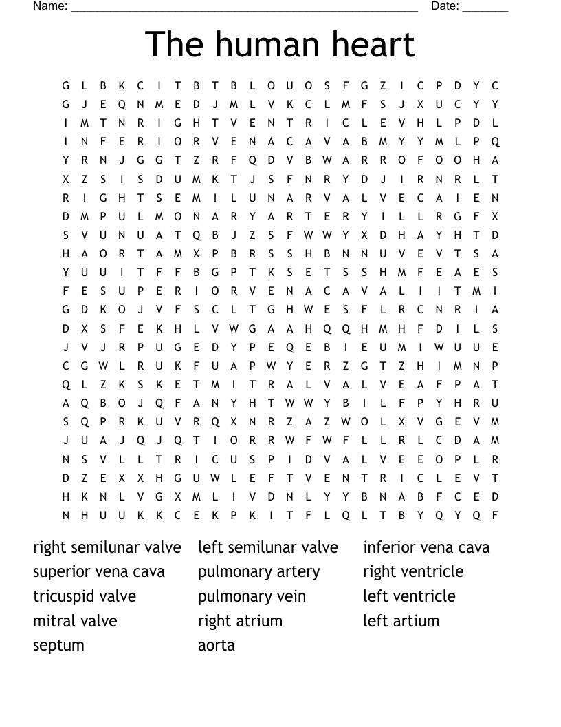 The human heart  Word Search