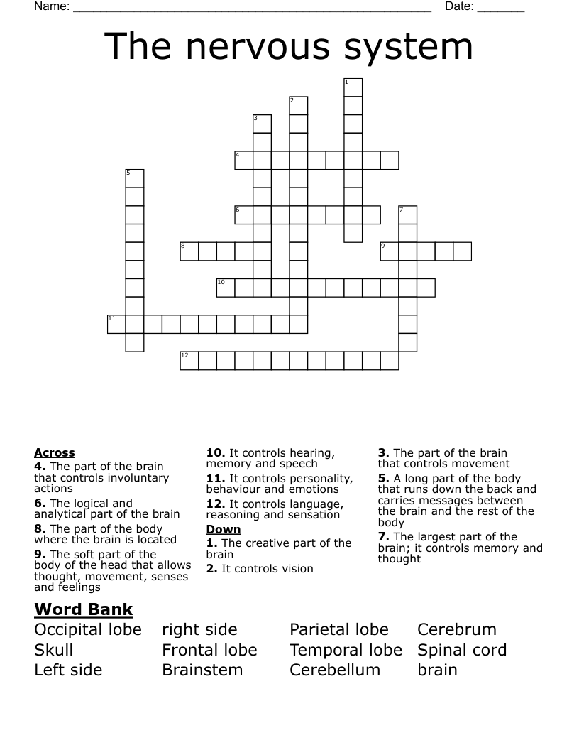 The nervous system Crossword