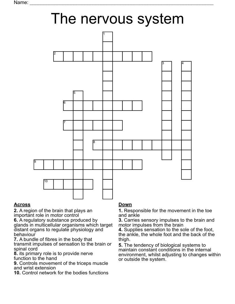 The nervous system Crossword