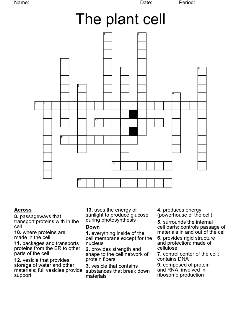 The plant cell Crossword