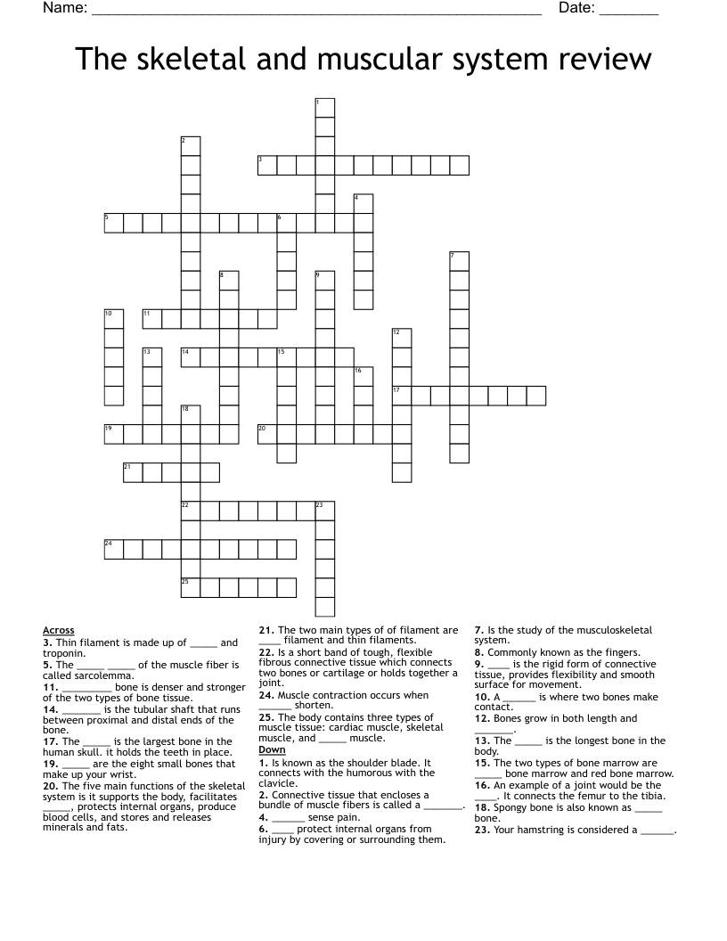 The skeletal and muscular system review Crossword