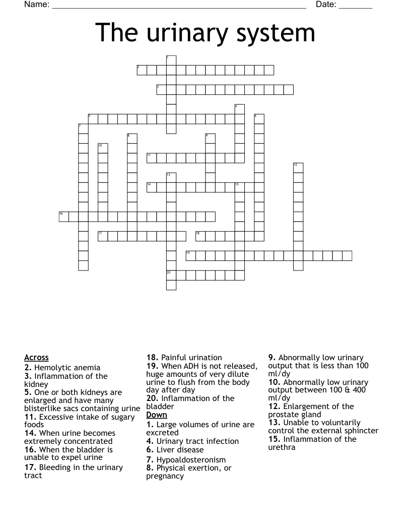 The urinary system  Crossword