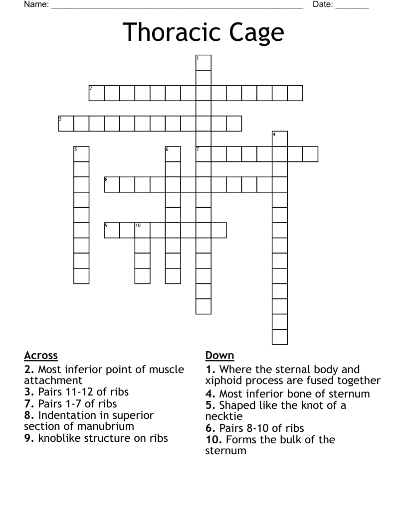 Thoracic Cage Crossword