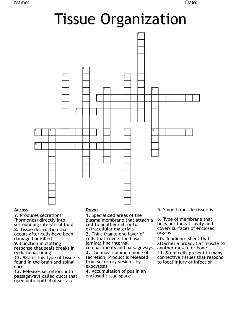 Tissue Organization Crossword