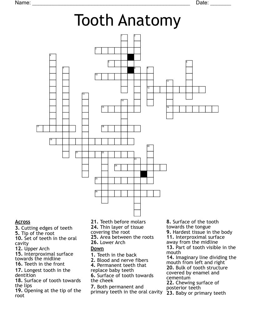 Tooth Anatomy Crossword