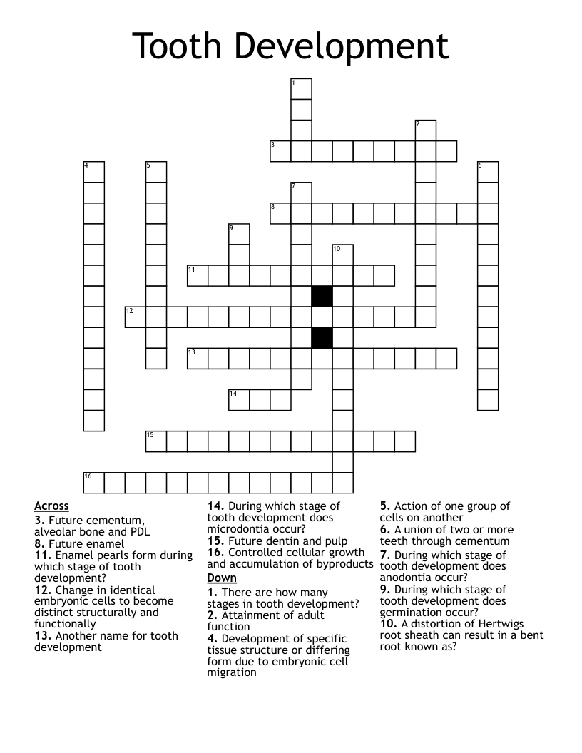 Tooth Development Crossword