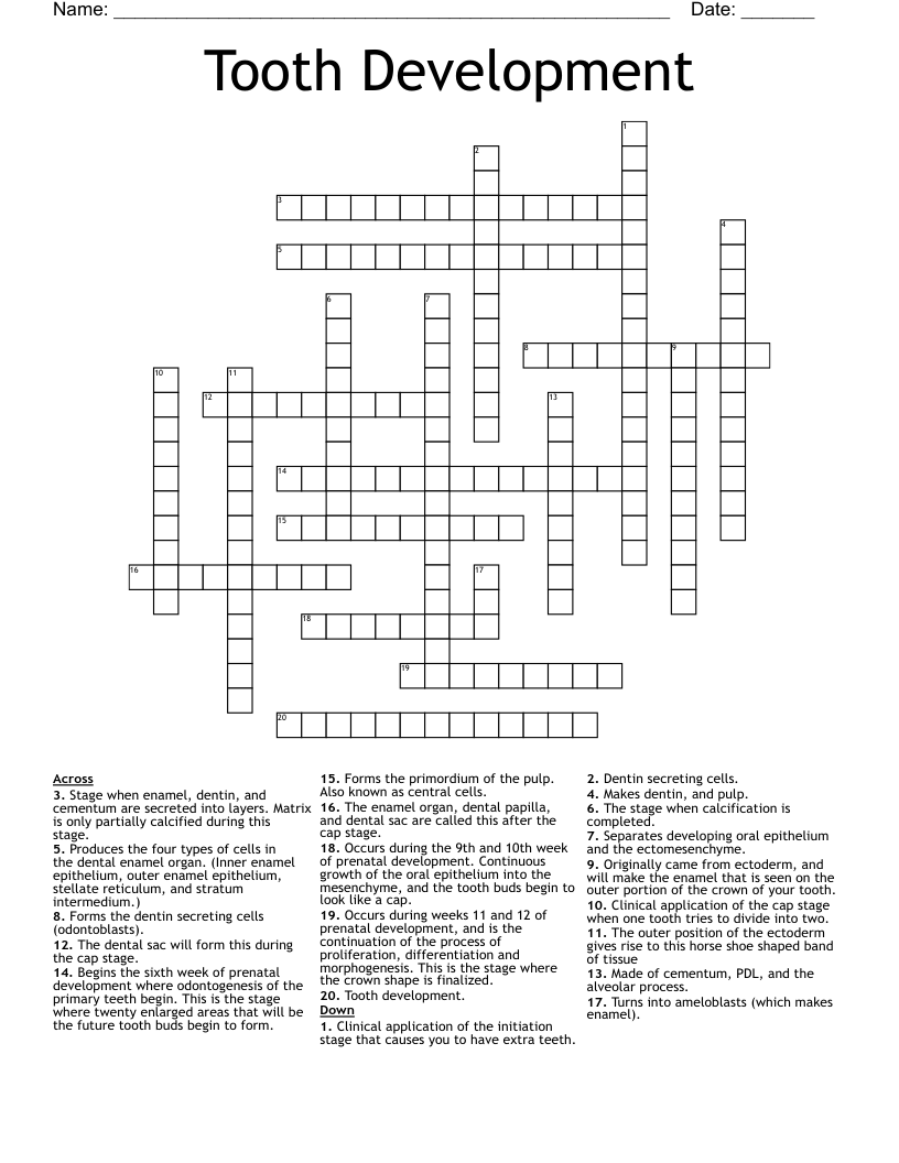 Tooth Development Crossword