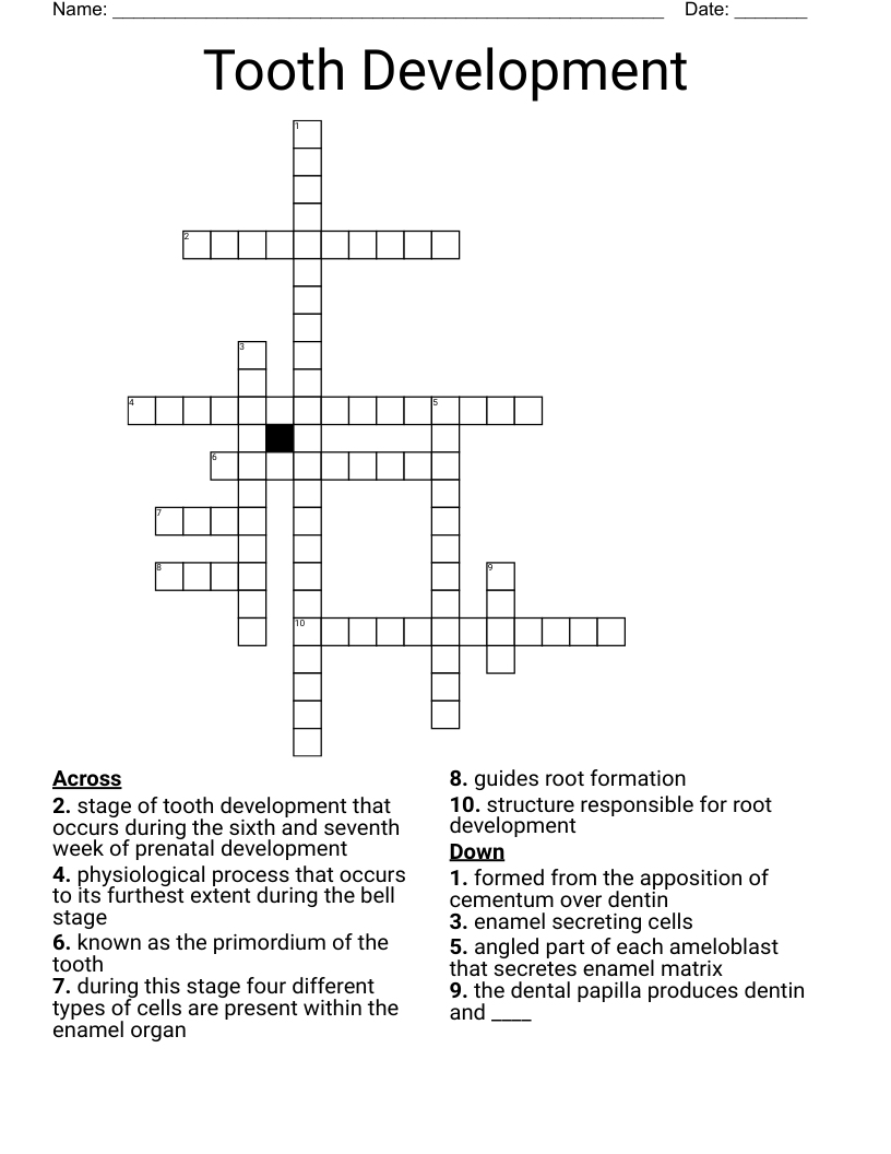 Tooth Development Crossword
