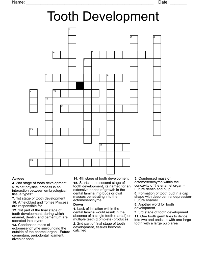 Tooth Development Crossword