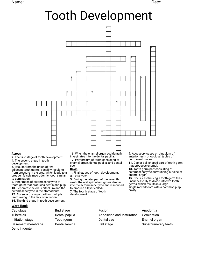 Tooth Development Crossword