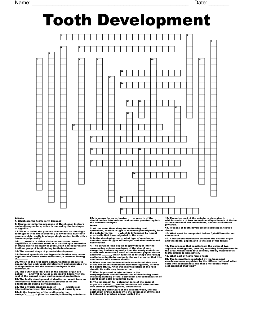 Tooth Development  Crossword