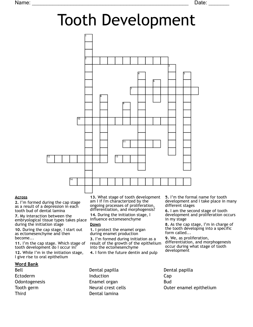 Tooth Development  Crossword