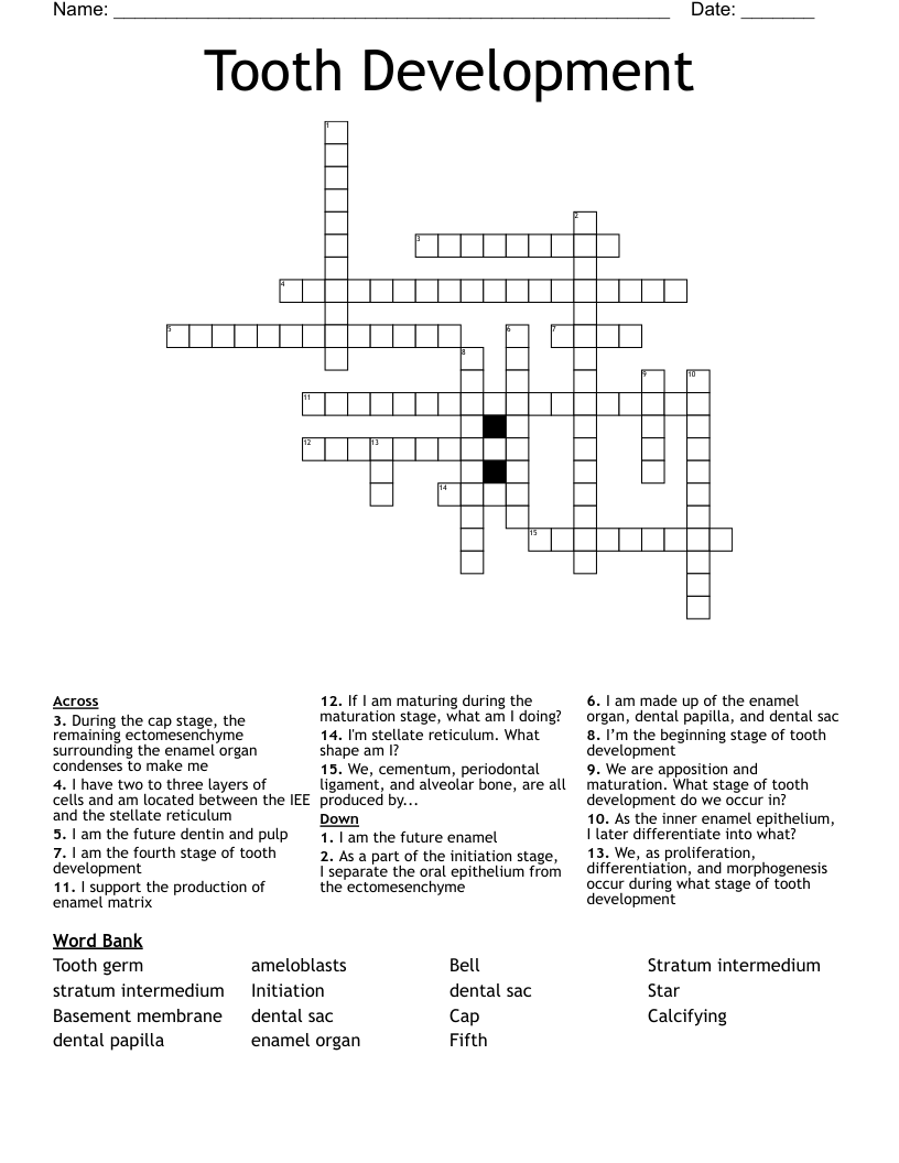 Tooth Development  Crossword