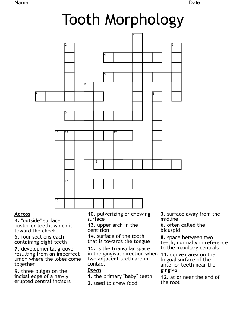 Tooth Morphology Crossword