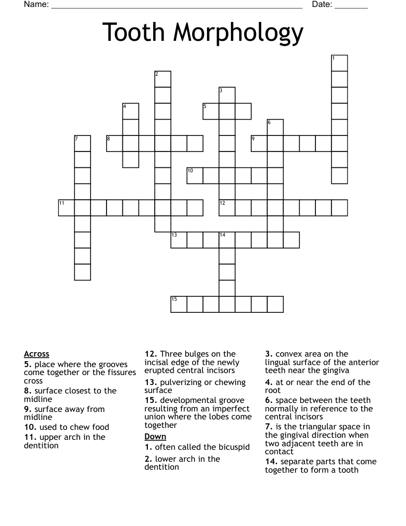 Tooth Morphology Crossword