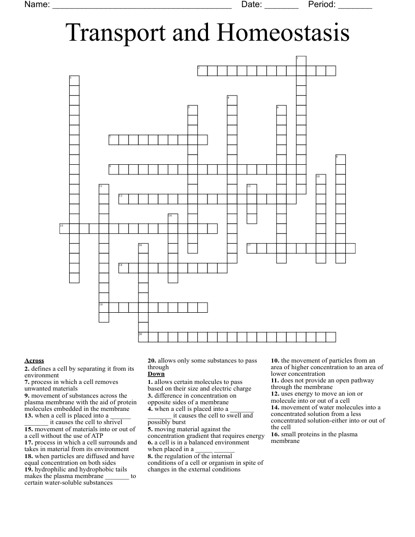 Transport and Homeostasis Crossword